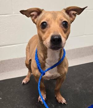 26-270 -  Dachshund Dog for Adoption in Lindenhurst, New York - 26-270 | PetCurious