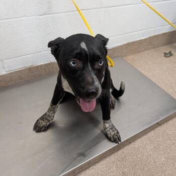 Peach -  Mixed Breed Dog for Adoption in Ardmore, Oklahoma - Peach | PetCurious