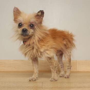 Leo D71771 -  Pomeranian Dog for Adoption in Minnetonka, Minnesota - Leo D71771 | PetCurious