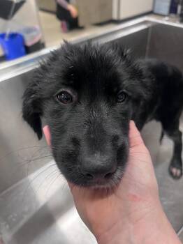 Labrador Retriever and Mixed Breed Dogs Available for Adoption in Denver, Colorado - Tessa | PetCurious