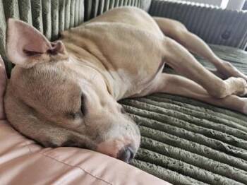 Pit Bull Terrier and Mixed Breed Dogs Available for Adoption in Kansas City, Missouri - Vanna | PetCurious