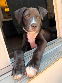 Wally -  American Staffordshire Terrier Dog for Adoption in Berlin, New Jersey - Wally | PetCurious