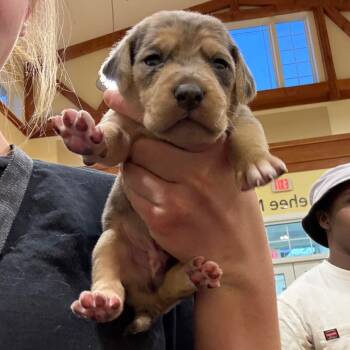 Rescue Australian Cattle Dog Blue Heeler and Basset Hound Dogs for Adoption in Lynchburg, Virginia - Gaston | PetCurious