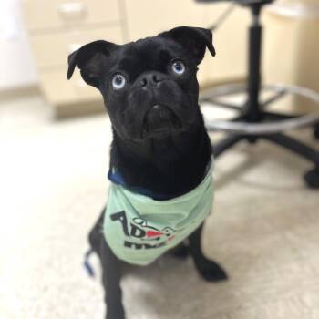 Pug and Mixed Breed Dogs Available for Adoption - Twilight | PetCurious
