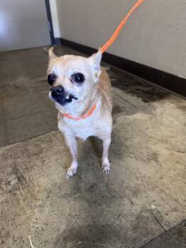 WHA -  Chihuahua Dog for Adoption in Ontario, California - WHA | PetCurious