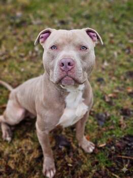 Pit Bull Terrier Dogs Available for Adoption in Bay City, Michigan - Silas | PetCurious