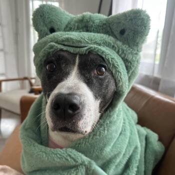 Babygirl (Reduced Rover) -  Pit Bull Terrier and Mixed Breed Dog for Adoption in Abbotsford, British Columbia - Babygirl (Reduced Rover) | PetCurious