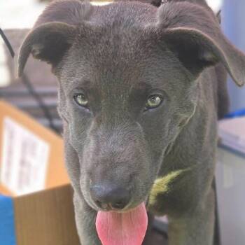 Freedom -  Labrador Retriever and Mixed Breed Dog for Adoption in Rossville, Georgia - Freedom | PetCurious