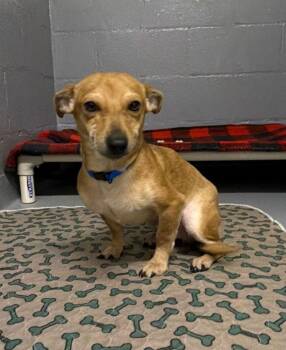 Dachshund and Chihuahua Dogs Available for Adoption - Fisher | PetCurious