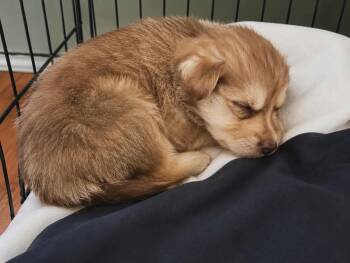 Kodiak -  Shepherd Dog for Adoption in Thornton, Colorado - Kodiak | PetCurious
