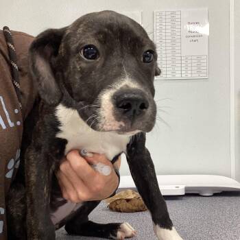 Star -  Labrador Retriever and Mixed Breed Dog for Adoption in Abilene, Texas - Star | PetCurious