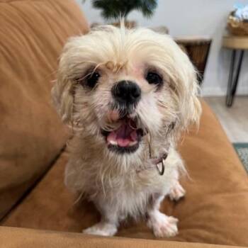 Shih Tzu and Mixed Breed Dogs Available for Adoption - LARRY (601) | PetCurious
