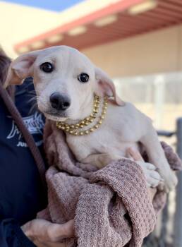 Sarah Sanderson -  Hound Dog for Adoption in Mckinney, Texas - Sarah Sanderson | PetCurious