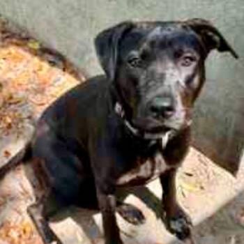 Labrador Retriever Dogs Available for Adoption in Brewton, Alabama - Taylor | PetCurious