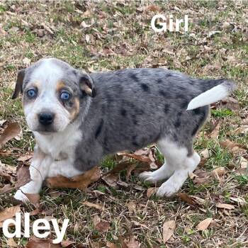 Australian Shepherd Dogs Available for Adoption - Hadley | PetCurious