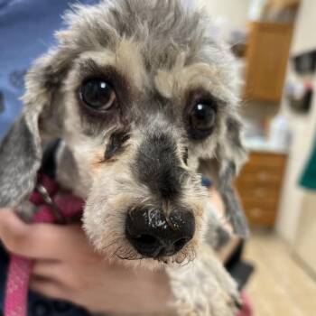 #46 -  Miniature Poodle Dog for Adoption in Pekin, Illinois - #46 | PetCurious
