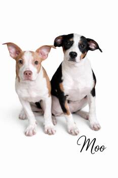 Mixed Breed Dogs Available for Adoption - Moo | PetCurious