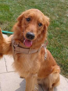 Goose -  Golden Retriever Dog for Adoption in Waterville, Ohio - Goose | PetCurious