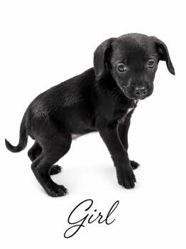 Dory -  Mixed Breed Dog for Adoption in Sylvania, Georgia - Dory | PetCurious