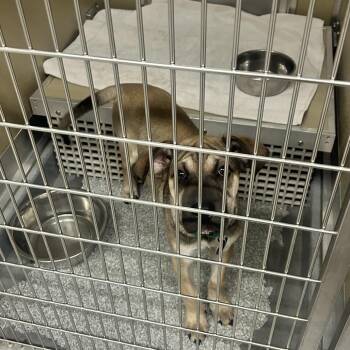 Fiona -  Mixed Breed Dog for Adoption in Durango, Colorado - Fiona | PetCurious