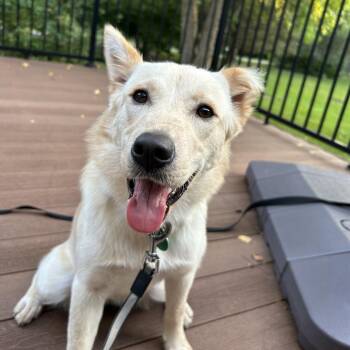 Lenore -  Mixed Breed Dog for Adoption in Buffalo, Minnesota - Lenore | PetCurious