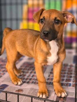 Lula Belle Netherland -  Hound and Jack Russell Terrier Dog for Adoption in El Dorado, Arkansas - Lula Belle Netherland | PetCurious