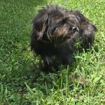 Cornelius -  Cairn Terrier and Mixed Breed Dog for Adoption in Clanton, Alabama - Cornelius | PetCurious
