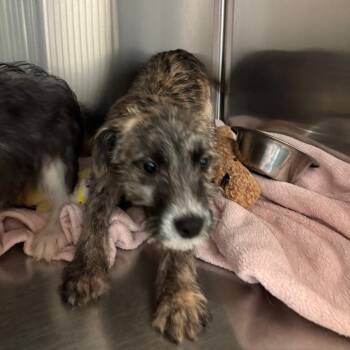 Mixed Breed Dogs Available for Adoption - Bro | PetCurious