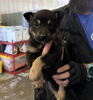 German Shepherd Dog Dogs Available for Adoption in Camarillo, California - HOTEL CALIFORNIA | PetCurious