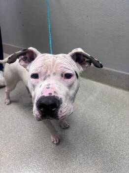 PIE -  Pit Bull Terrier Dog for Adoption in Las Vegas, Nevada - PIE | PetCurious