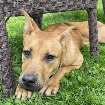 Dot -  Mixed Breed and None Dog for Adoption - Dot | PetCurious