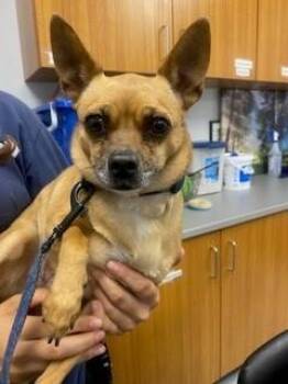 ENCHILADA -  Chihuahua Dog for Adoption in St. Cloud, Florida - ENCHILADA | PetCurious