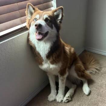 Vin -  Husky and Australian Shepherd Dog for Adoption in San Antonio, Texas - Vin | PetCurious