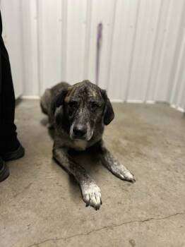 Rescue German Shepherd Dog Dogs for Adoption in Lancaster, Ohio - Colt | PetCurious