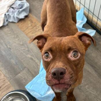 Boxer and Mixed Breed Dogs Available for Adoption in Tulsa, Oklahoma - Josephine | PetCurious