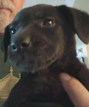 Jack McCoy -  Labrador Retriever Dog for Adoption in Florissant, Missouri - Jack McCoy | PetCurious