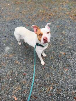 Lonnie aka Roxy -  Mixed Breed Dog for Adoption in Elizabethtown, North Carolina - Lonnie Aka Roxy | PetCurious