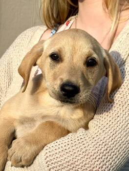 Elora -  Shar Pei Dog Available for Adoption in Los Angeles, California - Elora | PetCurious