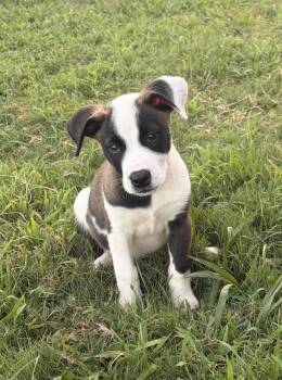 Sandy -  Pit Bull Terrier and Boxer Dog for Adoption in Watertown, Connecticut - Sandy | PetCurious