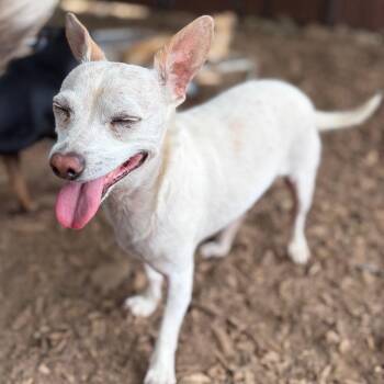 BAXTER -  Chihuahua and Terrier Dog for Adoption in St. Augustine, Florida - BAXTER | PetCurious