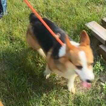 Dexter -  Cardigan Welsh Corgi Dog for Adoption in Monroe, Michigan - Dexter | PetCurious