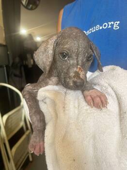 Jonah -  Mixed Breed Dog for Adoption in Huntsville, Alabama - Jonah | PetCurious