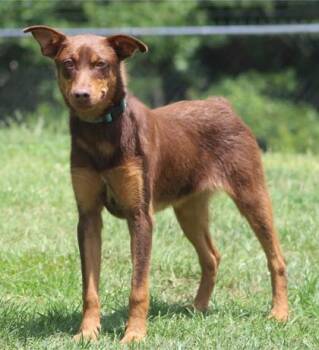 Quin -  Patterdale Terrier Fell Terrier Dog for Adoption in Conway, Arkansas - Quin | PetCurious