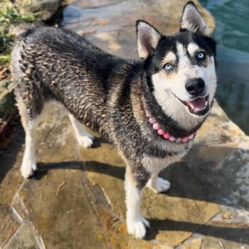 Dafne Doo, mellow sweetheart -  Siberian Husky and Husky Dog for Adoption in Houston, Texas - Dafne Doo, Mellow Sweetheart | PetCurious