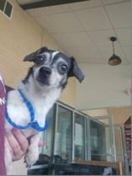 Chihuahua Dogs Available for Adoption in Portland, Maine - Tucker | PetCurious