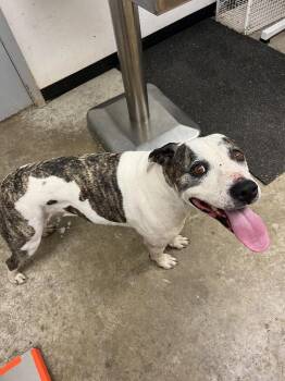 Pit Bull Terrier Dogs Available for Adoption - Biscuit | PetCurious