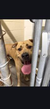 Pit Bull Terrier Dogs Available for Adoption in St. Cloud, Florida - BUBBA | PetCurious