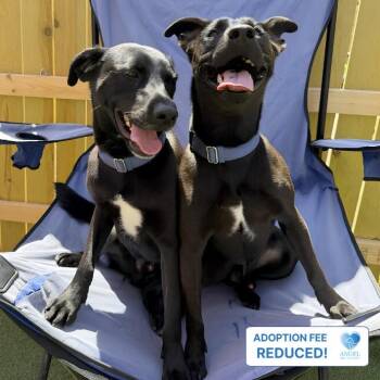 Zeus & Zane -  Labrador Retriever Dog for Adoption in Naperville, Illinois - Zeus & Zane | PetCurious