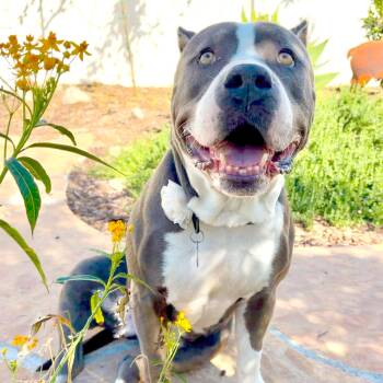 Pit Bull Terrier and American Staffordshire Terrier Dogs Available for Adoption in Los Angeles, California - Kitty | PetCurious