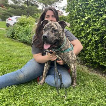 Rescue Mixed Breed Dogs for Adoption in Bangall, New York - Macho | PetCurious